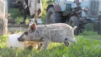动物农场里有趣可爱的小猪。 小猪窝。 可爱的宠物。